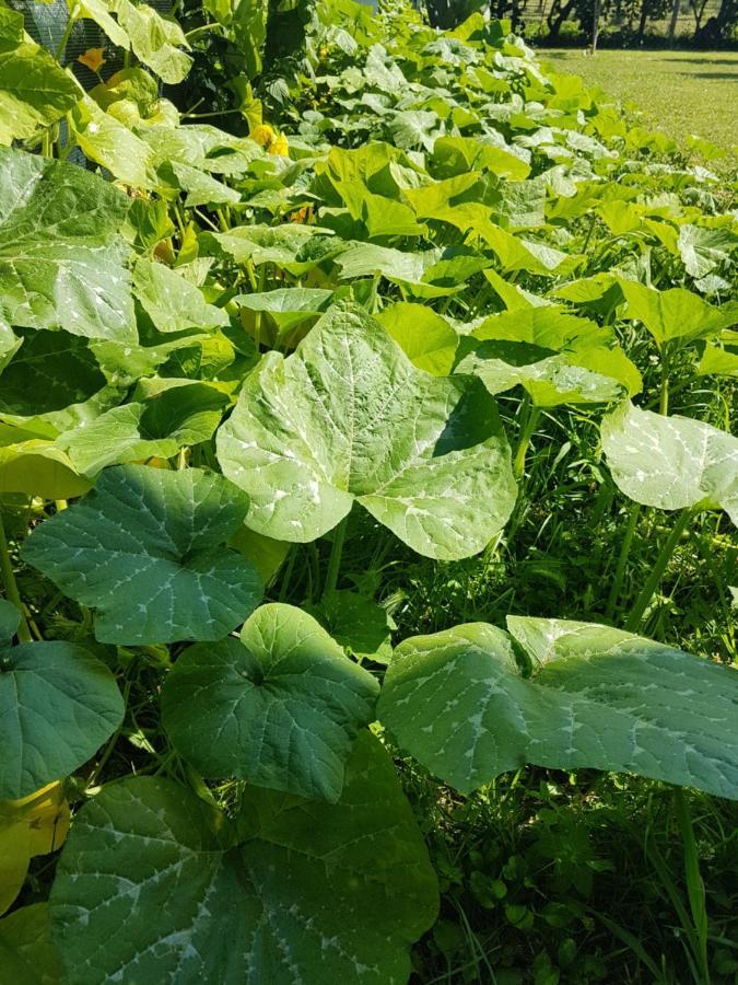 Appartamenti Ca'Melia Sarzana Esterno foto
